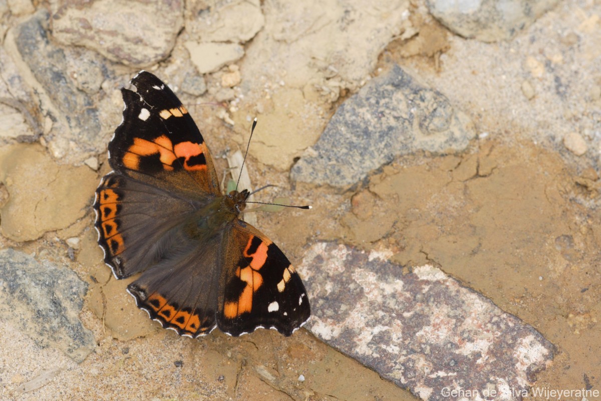 Vanessa indica Herbst, 1794